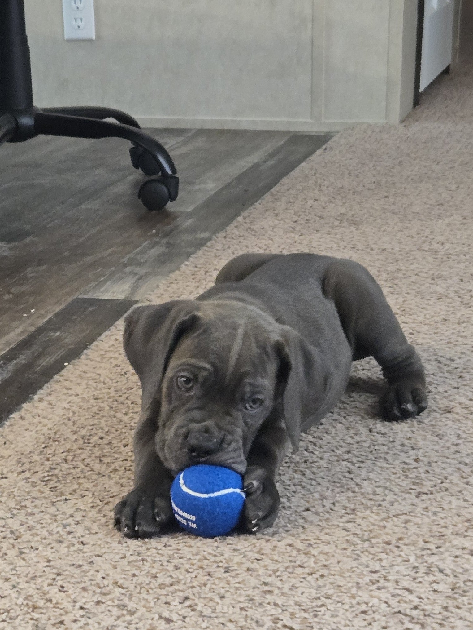 Scoop Soldiers Logo Tennis Ball for Dogs