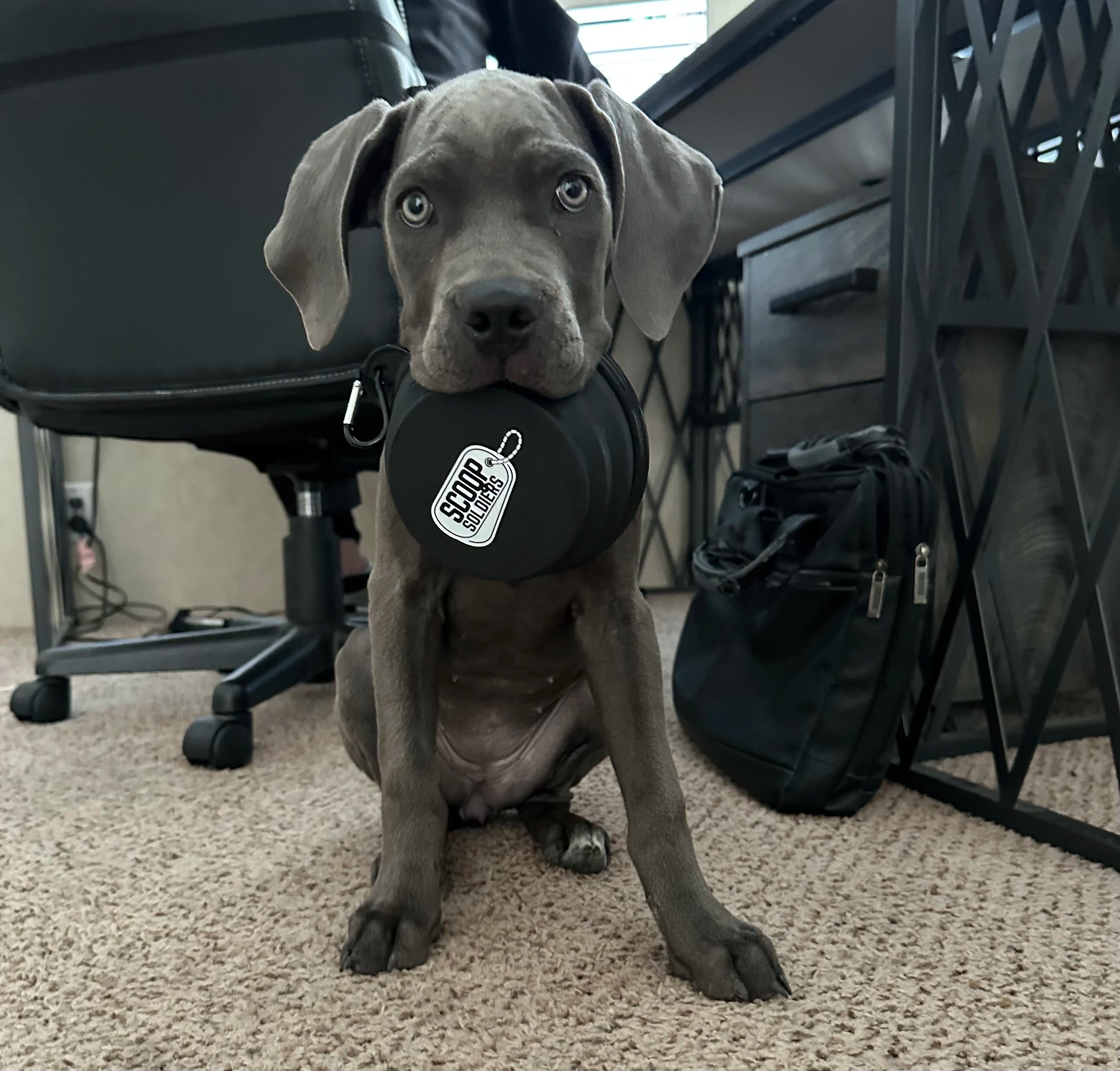 Custom Collapsible Dog Water Bowl – Branded Pet Travel Essential