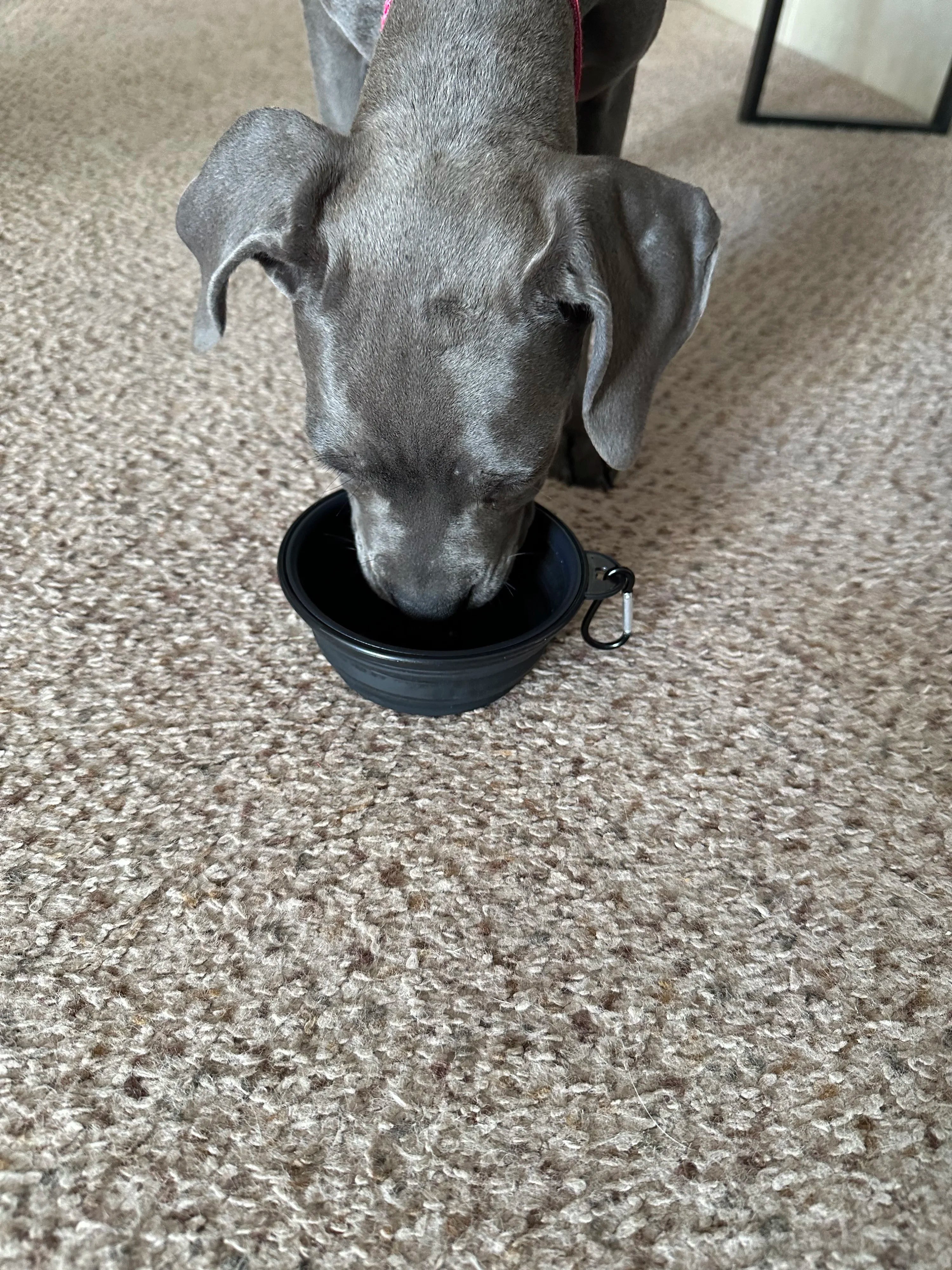 Custom Collapsible Dog Water Bowl – Branded Pet Travel Essential