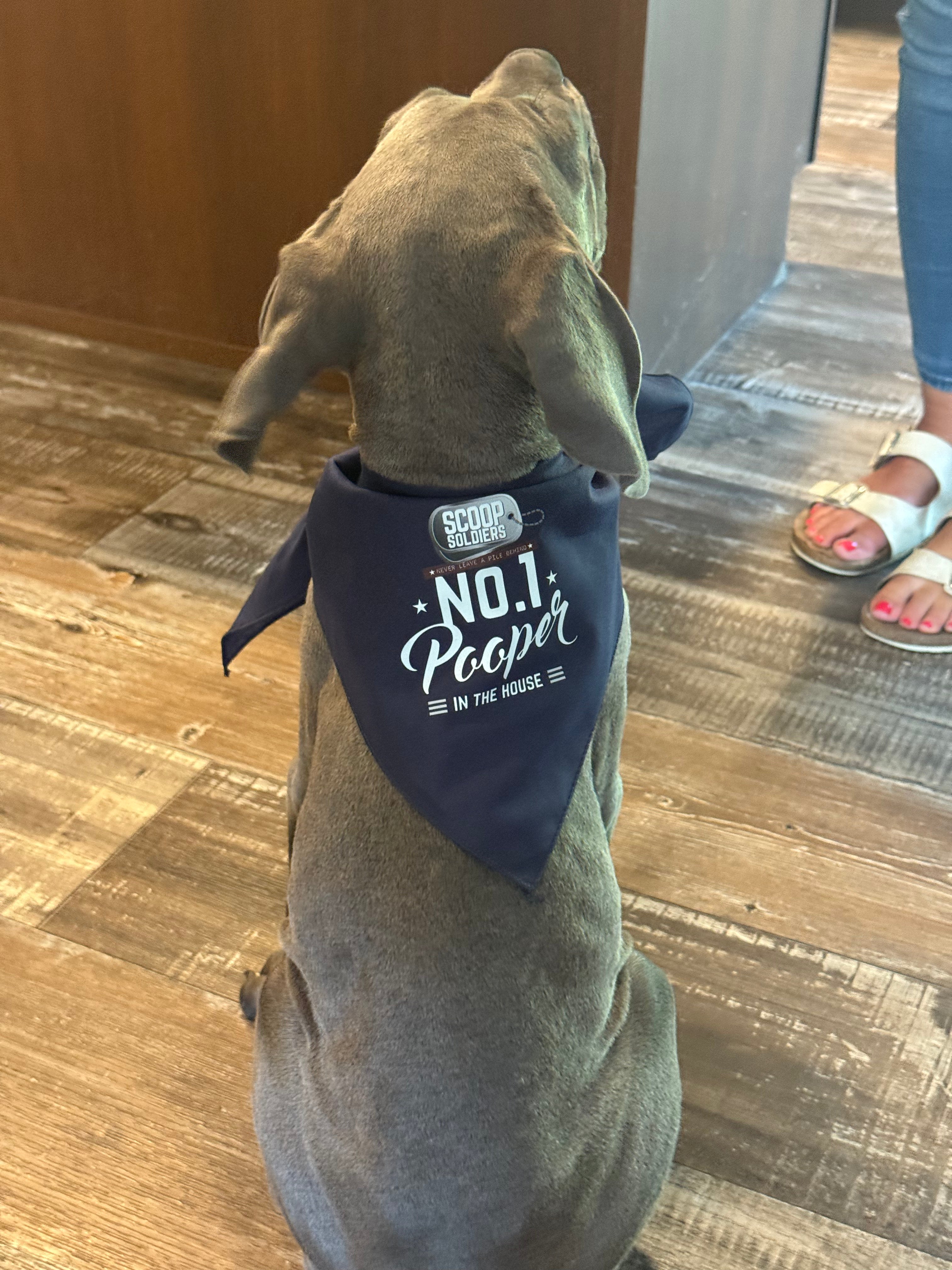 Funny Dog Bandana – Choose Your Favorite Saying!